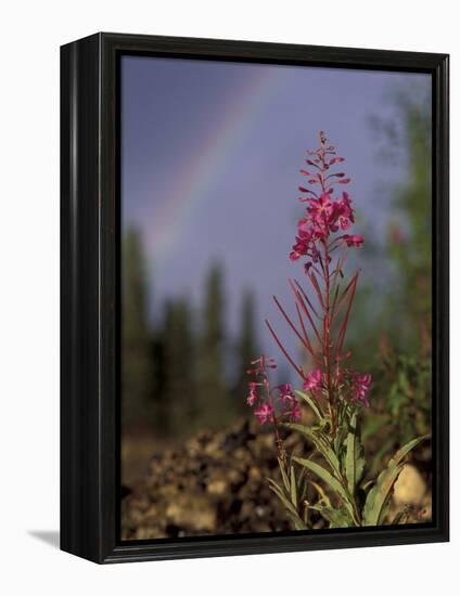 Fireweed Under Rainbow, Talkeetna, Alaska, USA-Paul Souders-Framed Premier Image Canvas