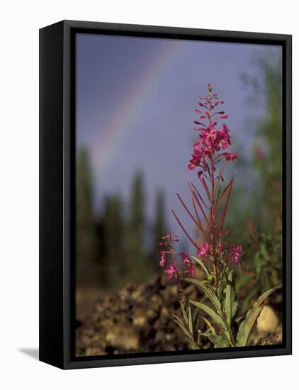 Fireweed Under Rainbow, Talkeetna, Alaska, USA-Paul Souders-Framed Premier Image Canvas