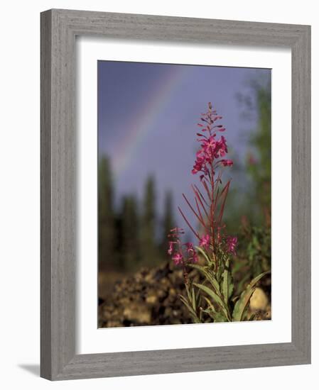 Fireweed Under Rainbow, Talkeetna, Alaska, USA-Paul Souders-Framed Photographic Print