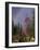 Fireweed Under Rainbow, Talkeetna, Alaska, USA-Paul Souders-Framed Photographic Print