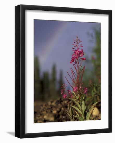 Fireweed Under Rainbow, Talkeetna, Alaska, USA-Paul Souders-Framed Photographic Print