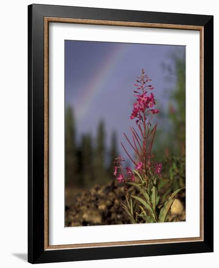 Fireweed Under Rainbow, Talkeetna, Alaska, USA-Paul Souders-Framed Photographic Print