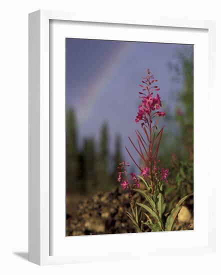 Fireweed Under Rainbow, Talkeetna, Alaska, USA-Paul Souders-Framed Photographic Print