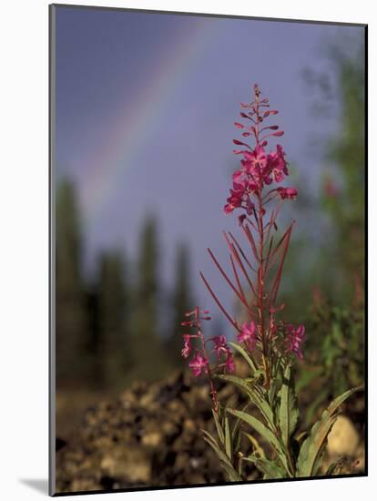 Fireweed Under Rainbow, Talkeetna, Alaska, USA-Paul Souders-Mounted Photographic Print