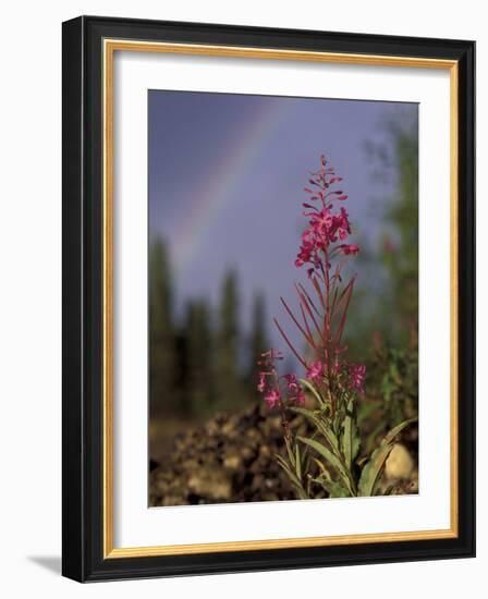 Fireweed Under Rainbow, Talkeetna, Alaska, USA-Paul Souders-Framed Photographic Print