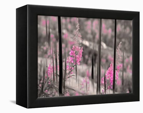 Fireweed-Ursula Abresch-Framed Premier Image Canvas