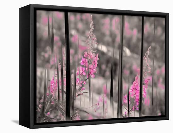 Fireweed-Ursula Abresch-Framed Premier Image Canvas