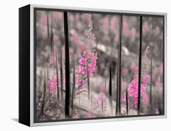 Fireweed-Ursula Abresch-Framed Premier Image Canvas