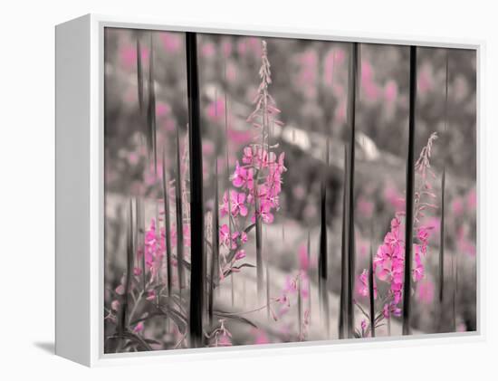 Fireweed-Ursula Abresch-Framed Premier Image Canvas