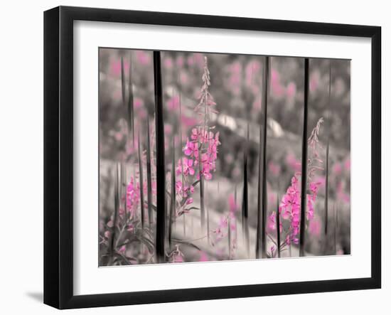 Fireweed-Ursula Abresch-Framed Photographic Print