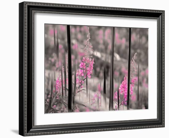 Fireweed-Ursula Abresch-Framed Photographic Print