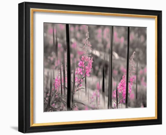 Fireweed-Ursula Abresch-Framed Photographic Print