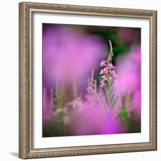 Fireweed-Ursula Abresch-Framed Premium Photographic Print