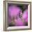 Fireweed-Ursula Abresch-Framed Photographic Print