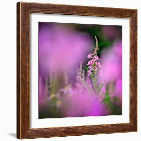 Fireweed-Ursula Abresch-Framed Photographic Print