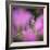 Fireweed-Ursula Abresch-Framed Photographic Print