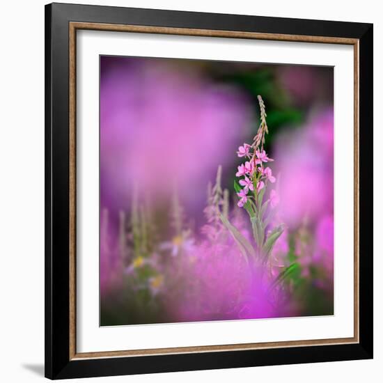 Fireweed-Ursula Abresch-Framed Photographic Print