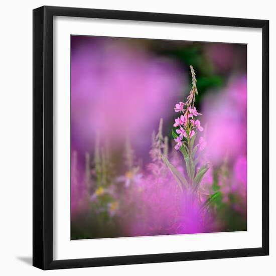 Fireweed-Ursula Abresch-Framed Photographic Print