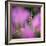 Fireweed-Ursula Abresch-Framed Photographic Print