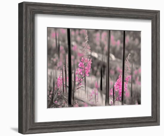 Fireweed-Ursula Abresch-Framed Photographic Print