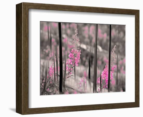 Fireweed-Ursula Abresch-Framed Photographic Print