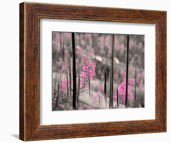 Fireweed-Ursula Abresch-Framed Photographic Print