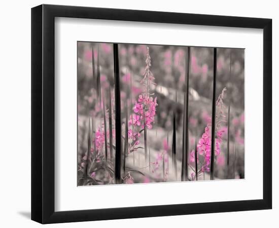 Fireweed-Ursula Abresch-Framed Photographic Print