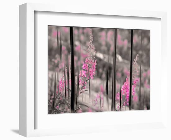 Fireweed-Ursula Abresch-Framed Photographic Print