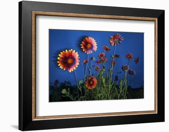 Firewheel (Gaillardia Pulchella) Flowers at Twilight, Laredo Borderlands, Texas, USA. April-Claudio Contreras-Framed Photographic Print