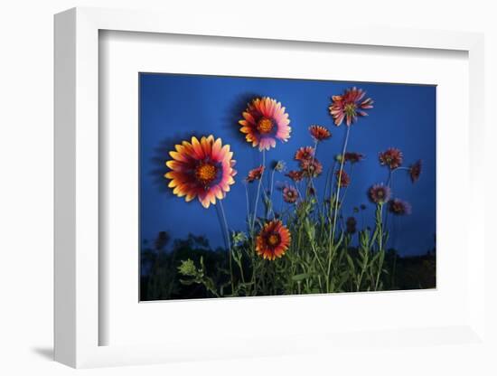 Firewheel (Gaillardia Pulchella) Flowers at Twilight, Laredo Borderlands, Texas, USA. April-Claudio Contreras-Framed Photographic Print