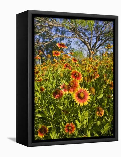 Firewheels Growing in Mesquite Trees, Texas, USA,-Larry Ditto-Framed Premier Image Canvas