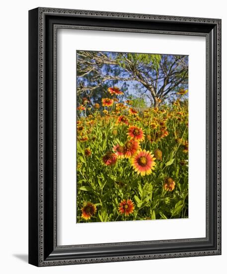 Firewheels Growing in Mesquite Trees, Texas, USA,-Larry Ditto-Framed Photographic Print