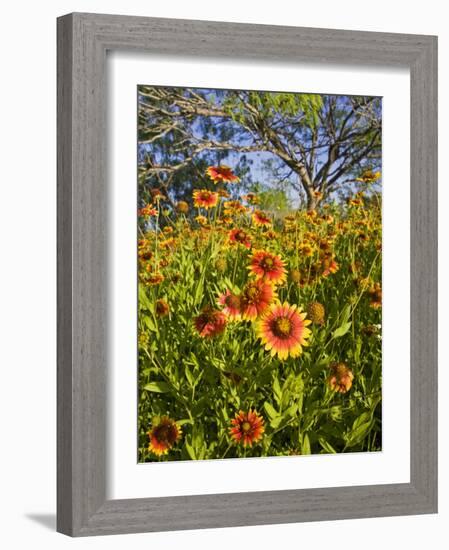 Firewheels Growing in Mesquite Trees, Texas, USA,-Larry Ditto-Framed Photographic Print