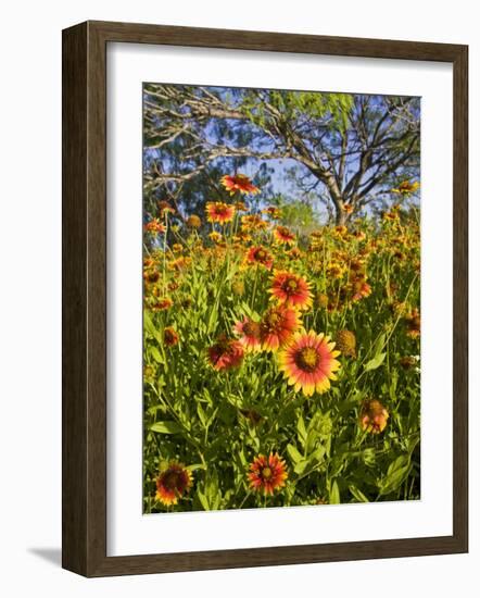 Firewheels Growing in Mesquite Trees, Texas, USA,-Larry Ditto-Framed Photographic Print