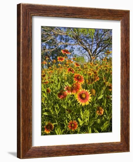 Firewheels Growing in Mesquite Trees, Texas, USA,-Larry Ditto-Framed Photographic Print