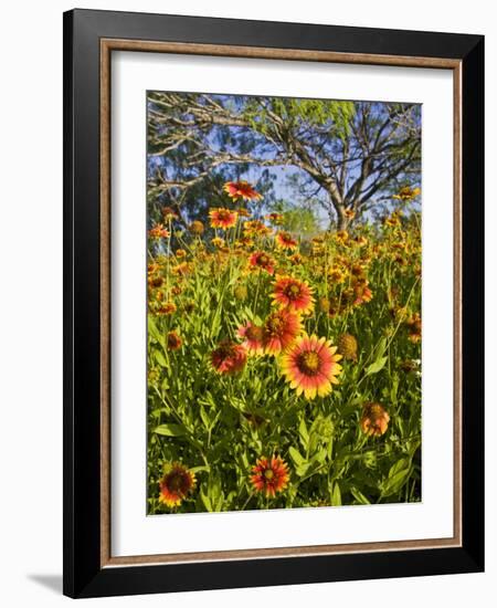 Firewheels Growing in Mesquite Trees, Texas, USA,-Larry Ditto-Framed Photographic Print