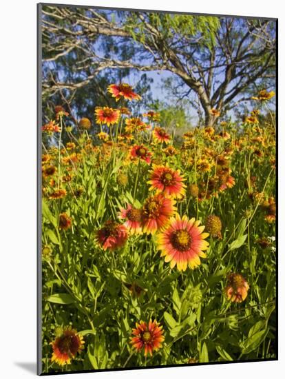 Firewheels Growing in Mesquite Trees, Texas, USA,-Larry Ditto-Mounted Photographic Print