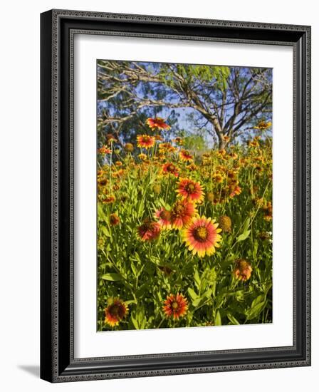 Firewheels Growing in Mesquite Trees, Texas, USA,-Larry Ditto-Framed Photographic Print