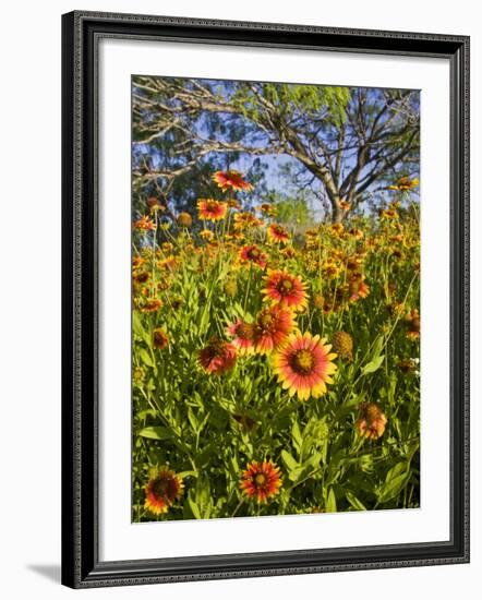 Firewheels Growing in Mesquite Trees, Texas, USA,-Larry Ditto-Framed Photographic Print