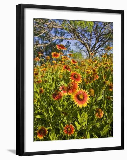 Firewheels Growing in Mesquite Trees, Texas, USA,-Larry Ditto-Framed Photographic Print