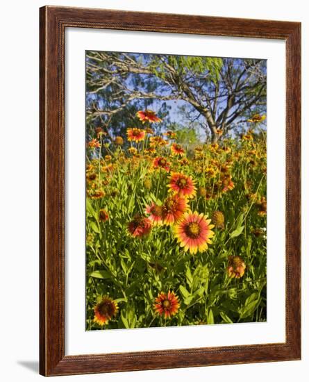 Firewheels Growing in Mesquite Trees, Texas, USA,-Larry Ditto-Framed Photographic Print