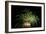 Fireworks at Havasu I-George Johnson-Framed Photographic Print