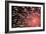 Fireworks Bloom Like a Flower in the Night Sky in Kobe-Ryuji Adachi-Framed Photographic Print