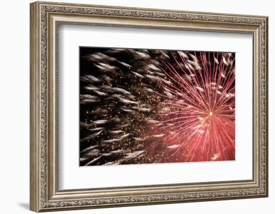 Fireworks Bloom Like a Flower in the Night Sky in Kobe-Ryuji Adachi-Framed Photographic Print