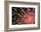 Fireworks Bloom Like a Flower in the Night Sky in Kobe-Ryuji Adachi-Framed Photographic Print