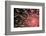 Fireworks Bloom Like a Flower in the Night Sky in Kobe-Ryuji Adachi-Framed Photographic Print