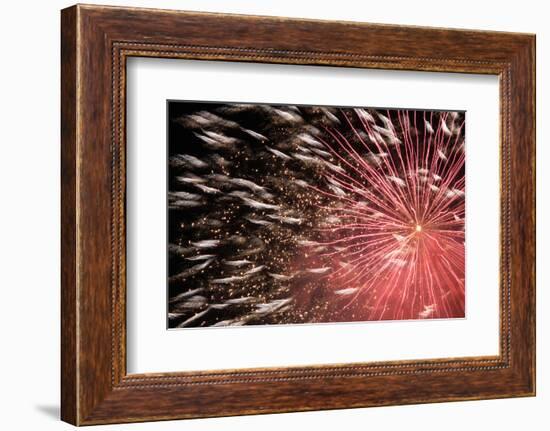 Fireworks Bloom Like a Flower in the Night Sky in Kobe-Ryuji Adachi-Framed Photographic Print