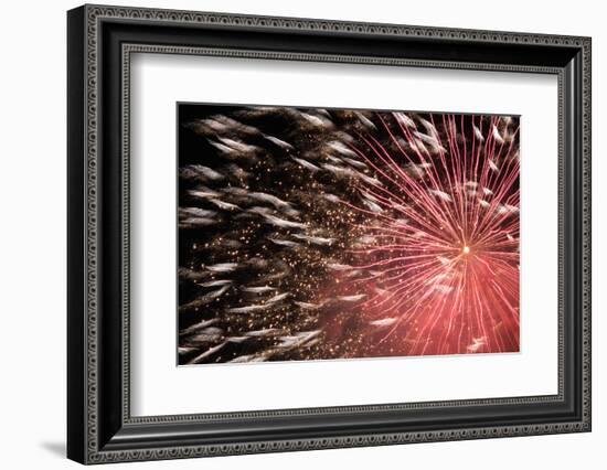 Fireworks Bloom Like a Flower in the Night Sky in Kobe-Ryuji Adachi-Framed Photographic Print