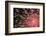 Fireworks Bloom Like a Flower in the Night Sky in Kobe-Ryuji Adachi-Framed Photographic Print