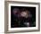 Fireworks Explode after the Cauldron Was Lit at the Vancouver 2010 Olympics-null-Framed Photographic Print